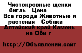 Чистокровные щенки бигль › Цена ­ 15 000 - Все города Животные и растения » Собаки   . Алтайский край,Камень-на-Оби г.